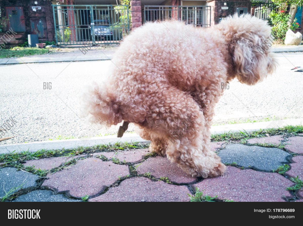 Невысокие пудель