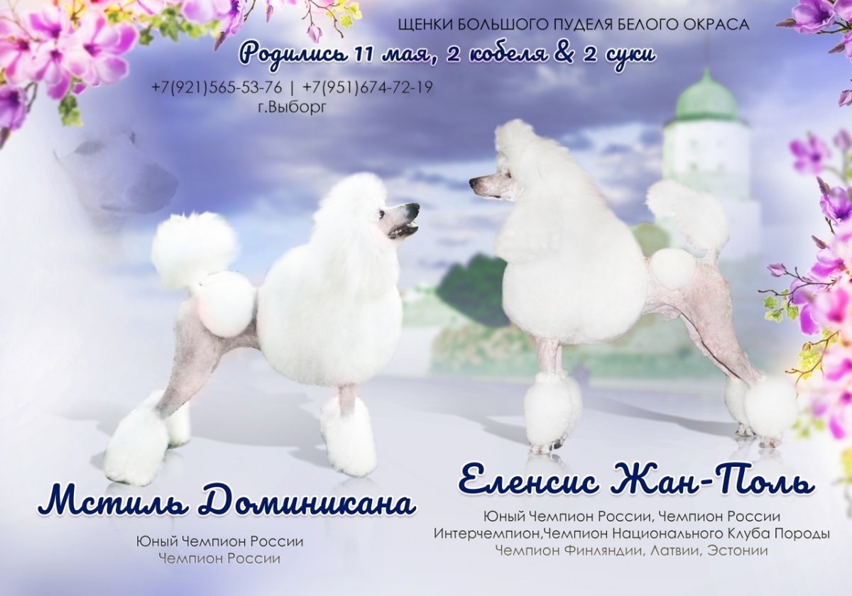 Цветные пуделя на мероприятие