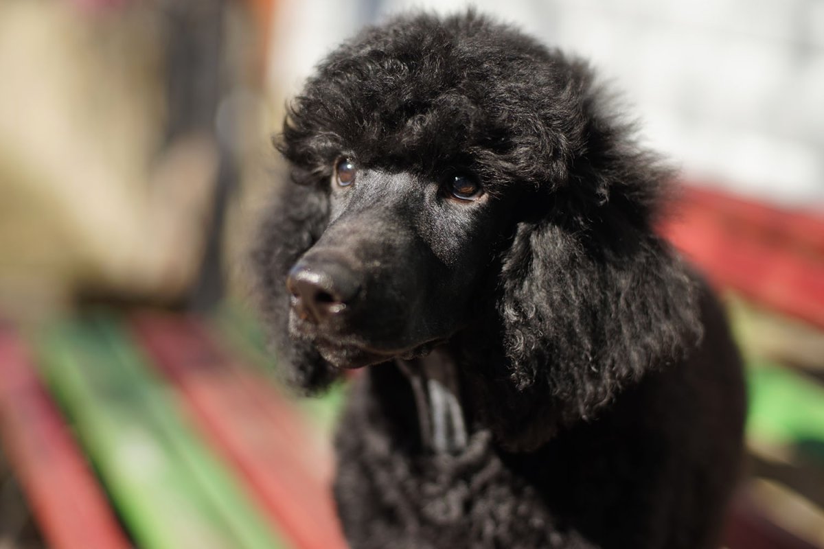 Красного большого пуделя