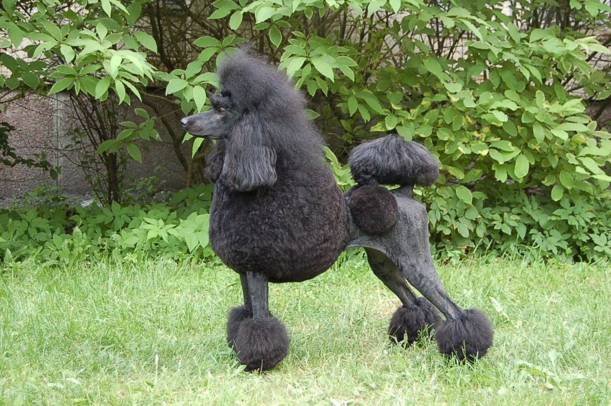 Королевский пудель черный