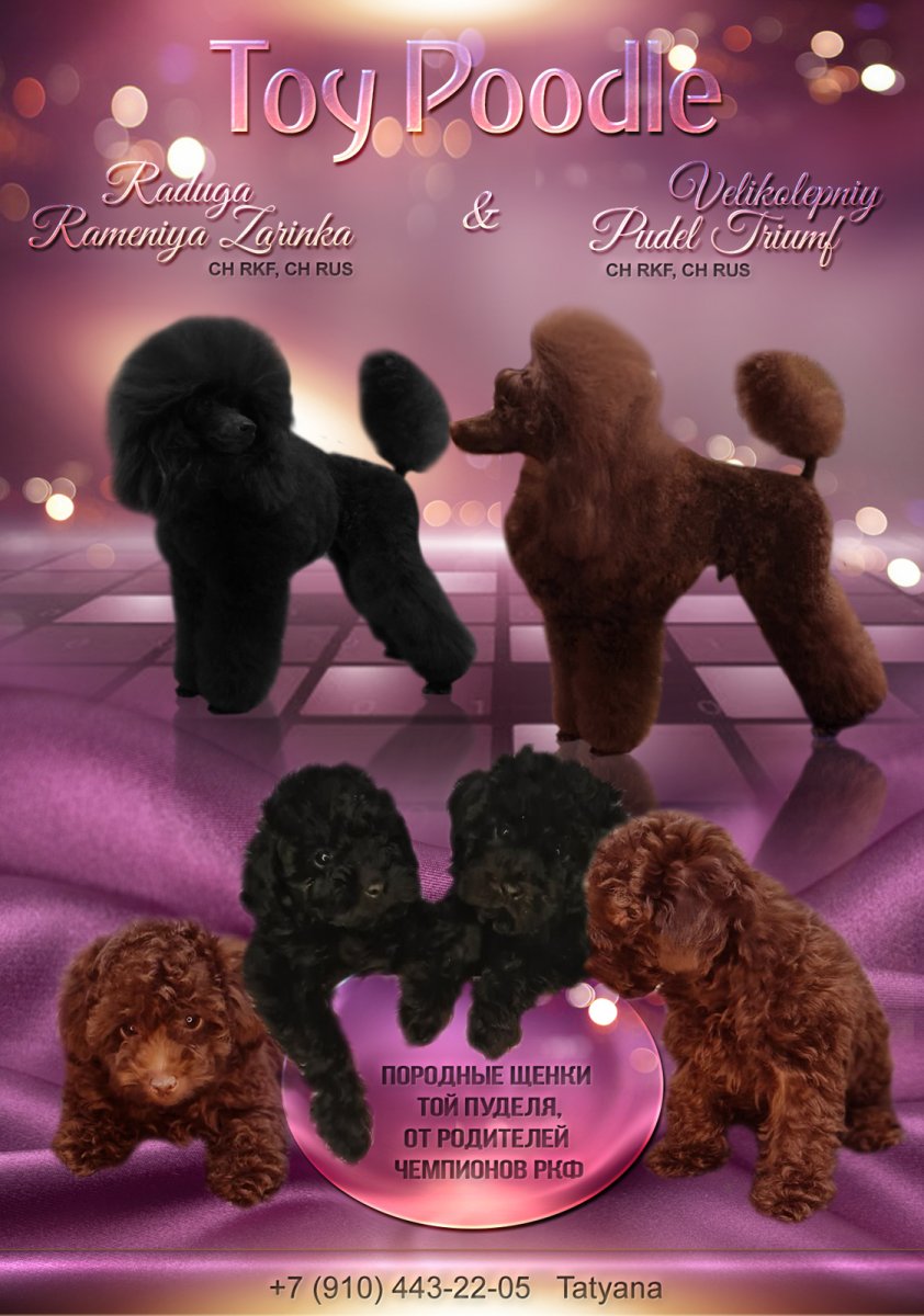 Книги дог-профи пудель