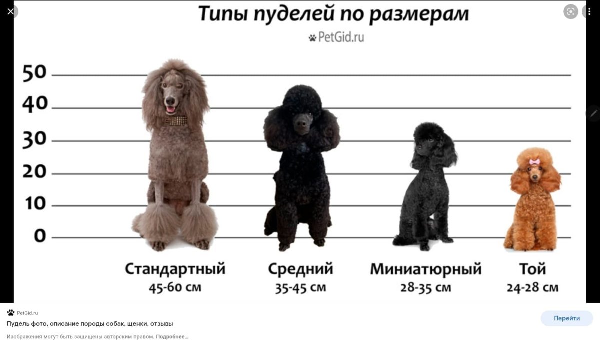 Той пудель стандарт