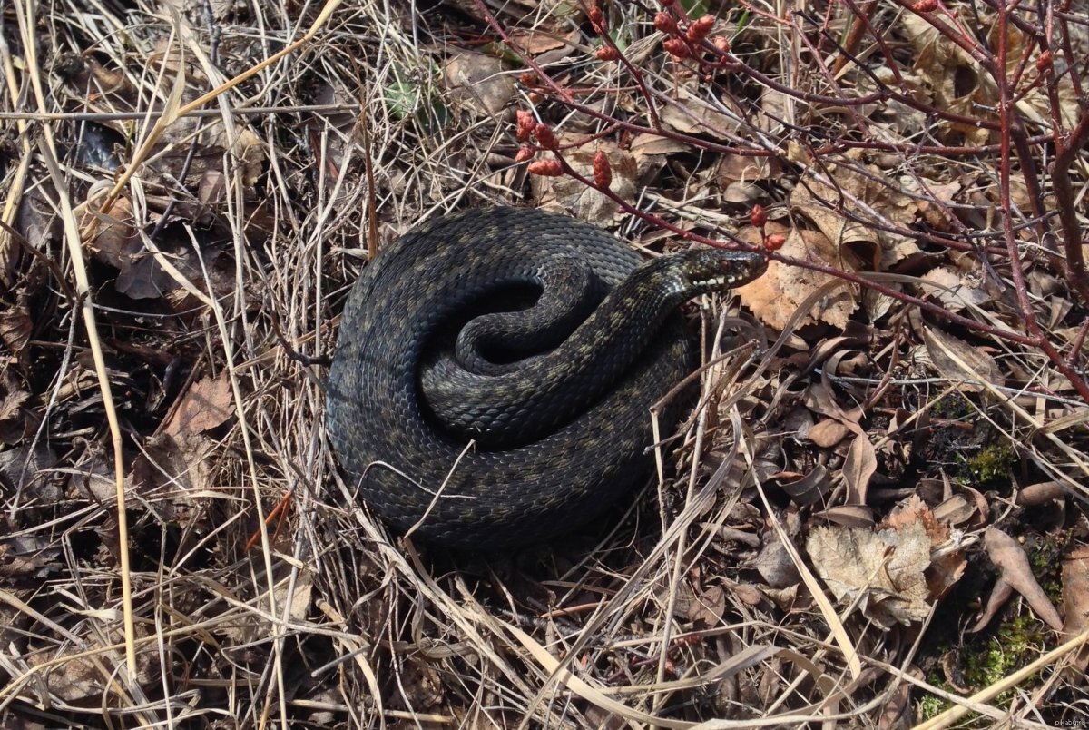 Гадюка Уральская