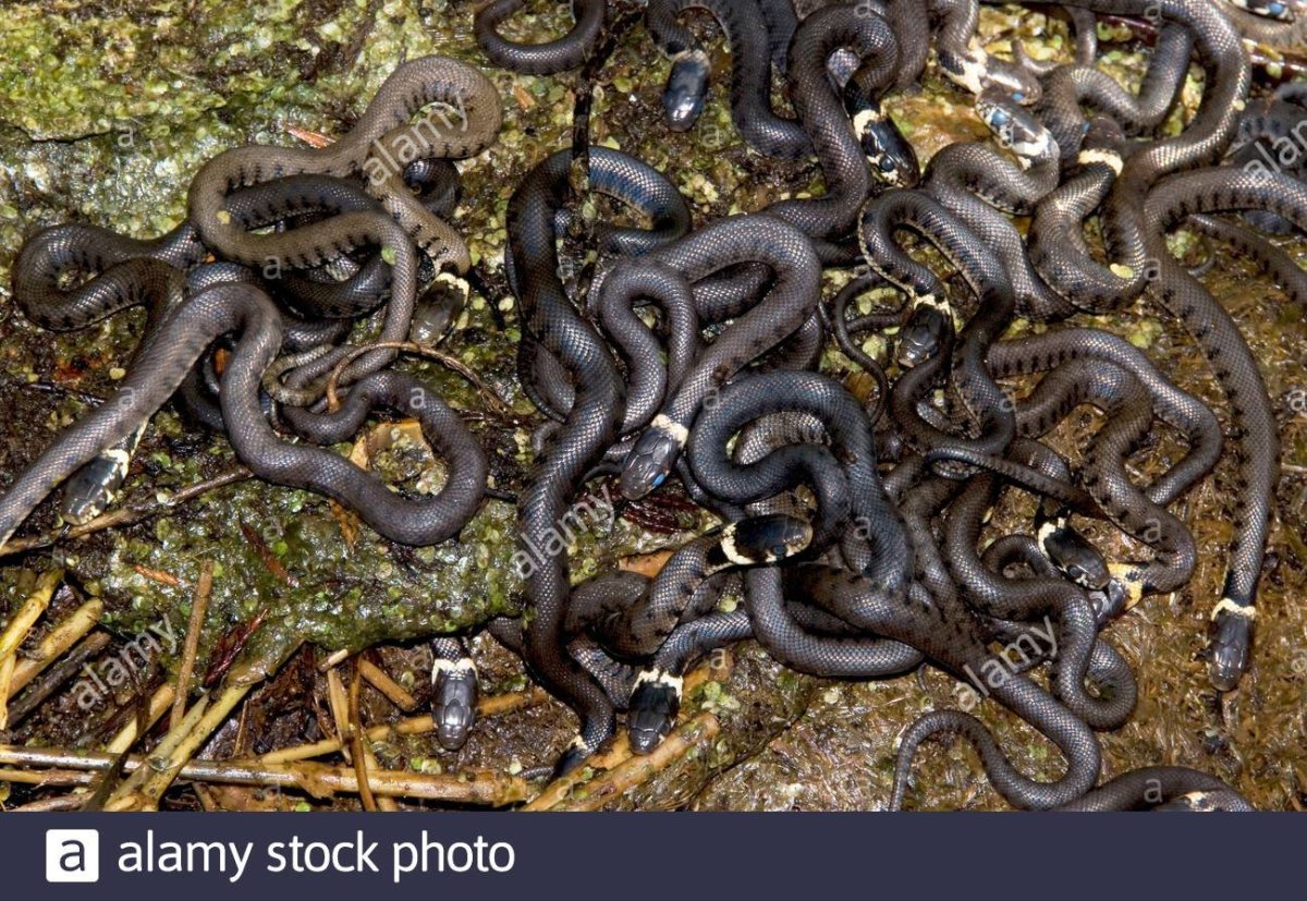 Змея гнездо гадюка