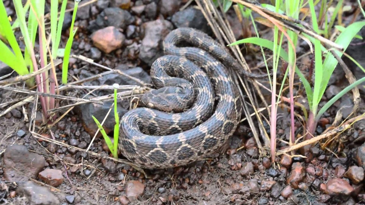 Змея горлянка фото