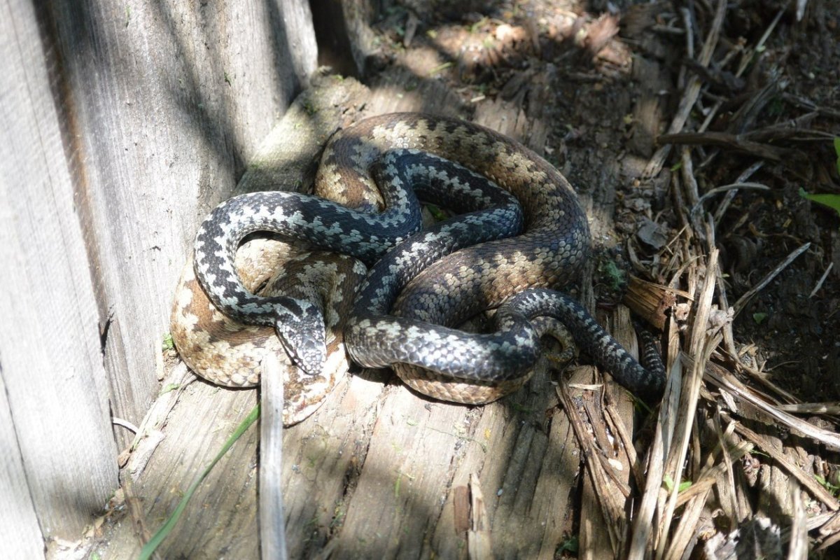 Размножение гадюки обыкновенной