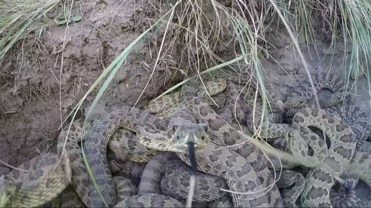 Спячка змей