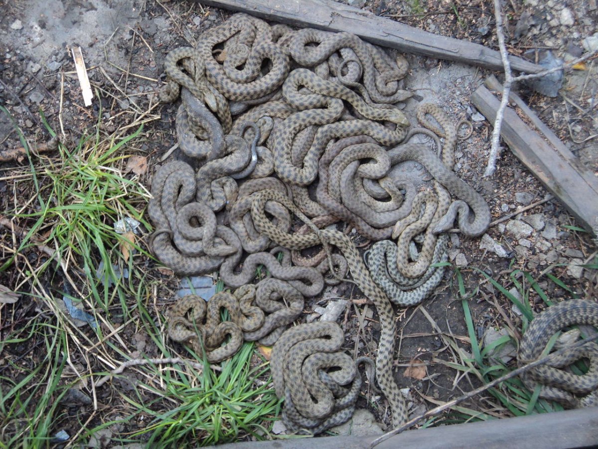 Змеиное гнездо гадюки