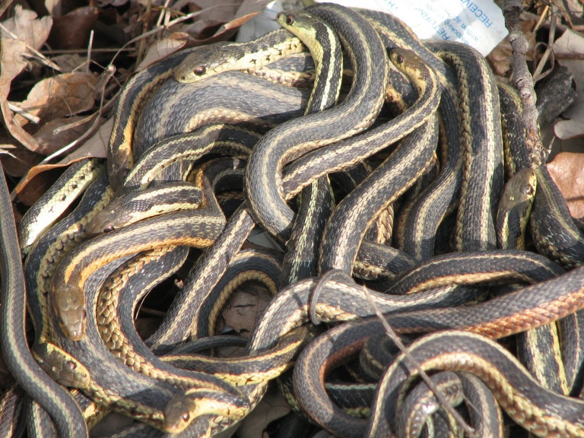 Сдвижение клубок змей