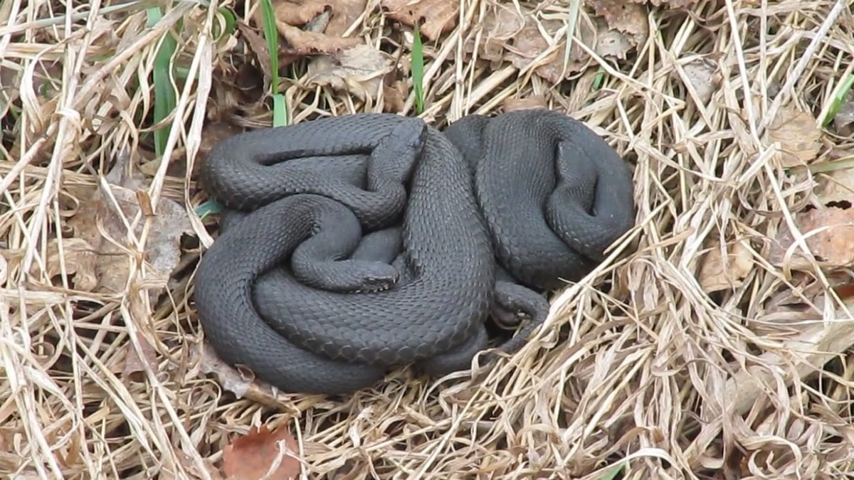 Чёрная гадюка змея