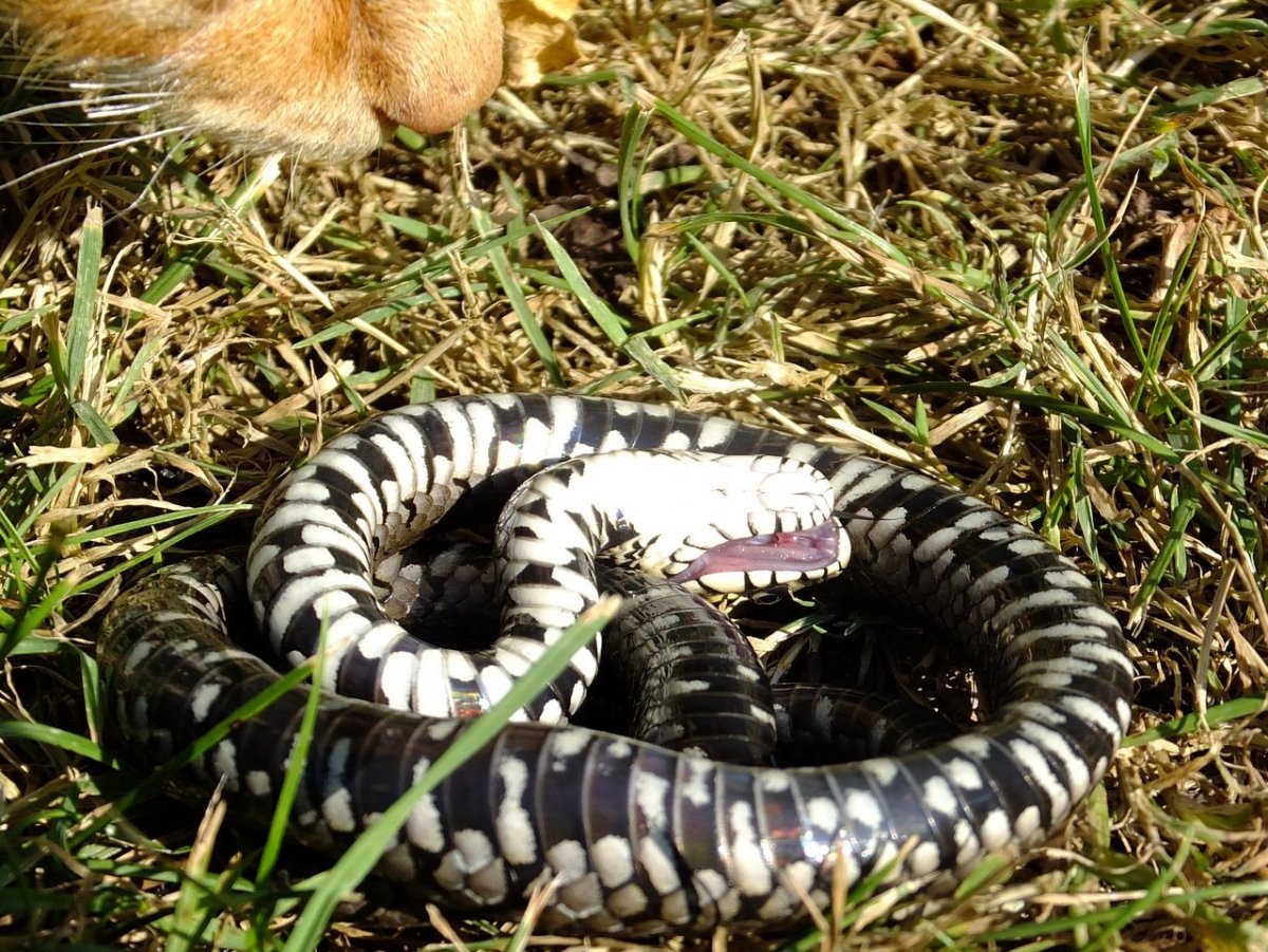 Реликтовая гадюка