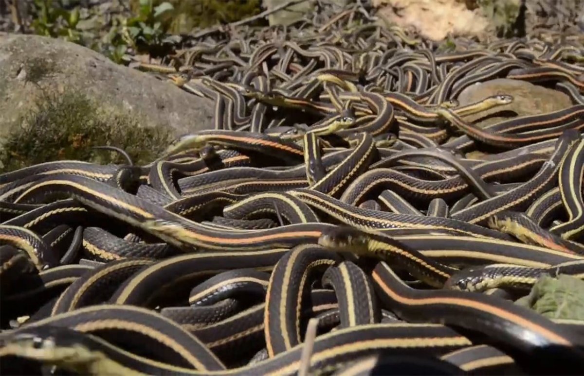 Очень много змей