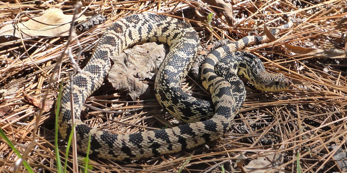 Pine Snake змея