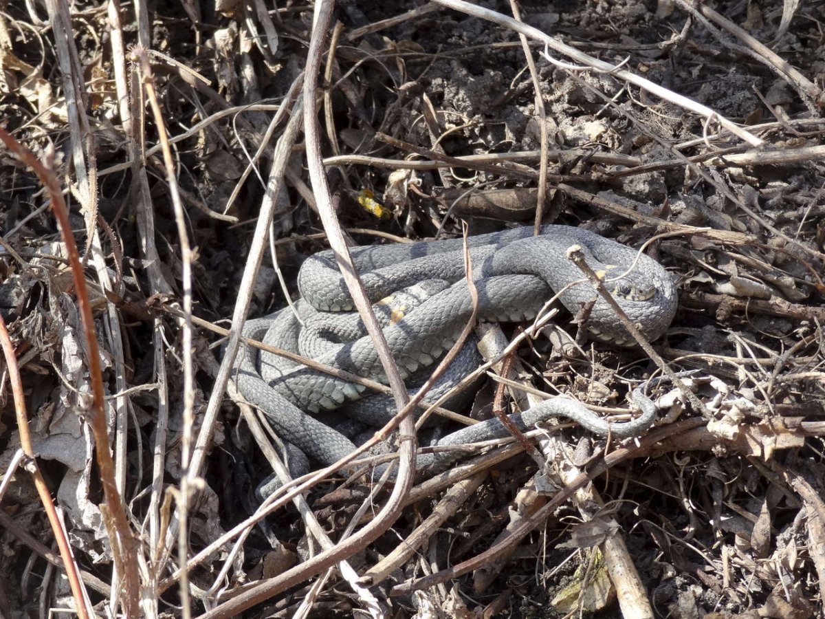 Змеиное гнездо