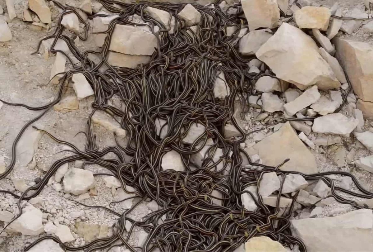 Змеиное Логово гадюк