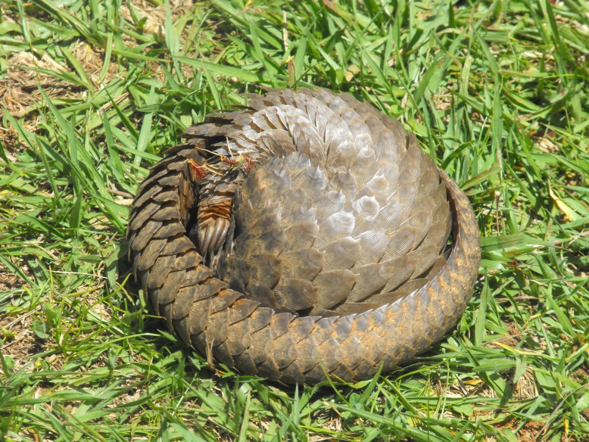 Змеиное гнездо