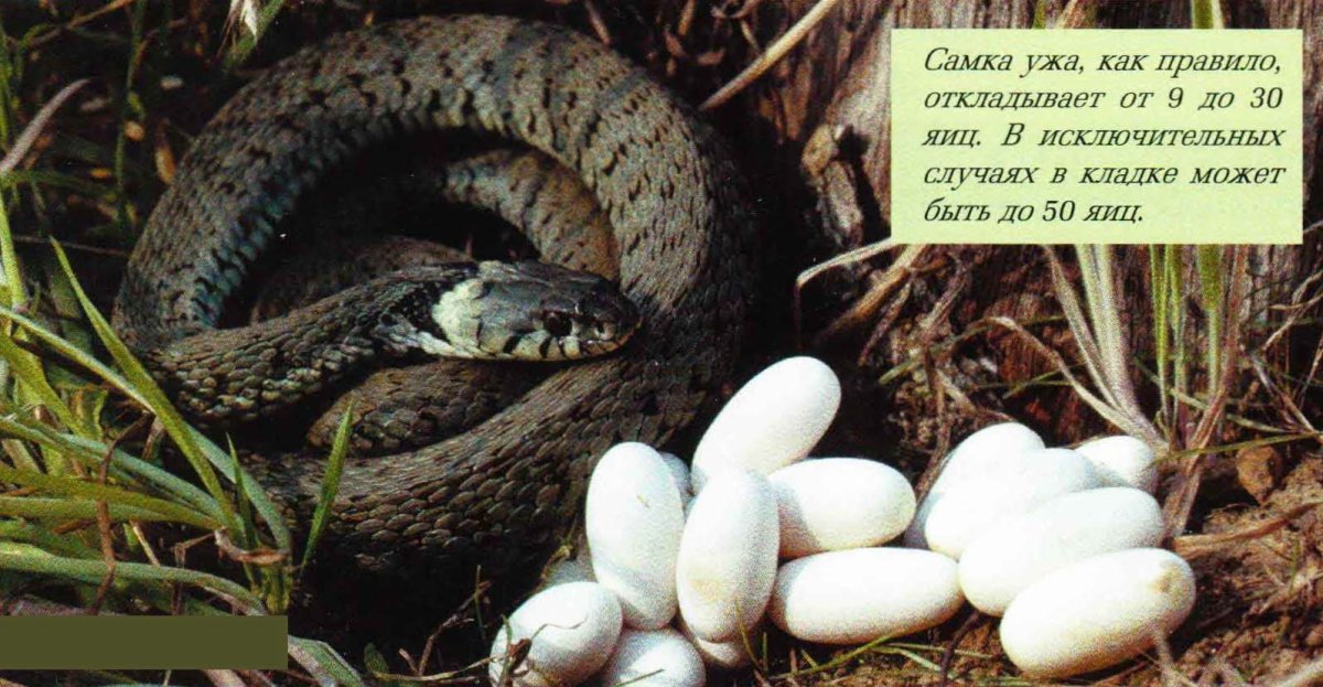 Уж обыкновенный ареал