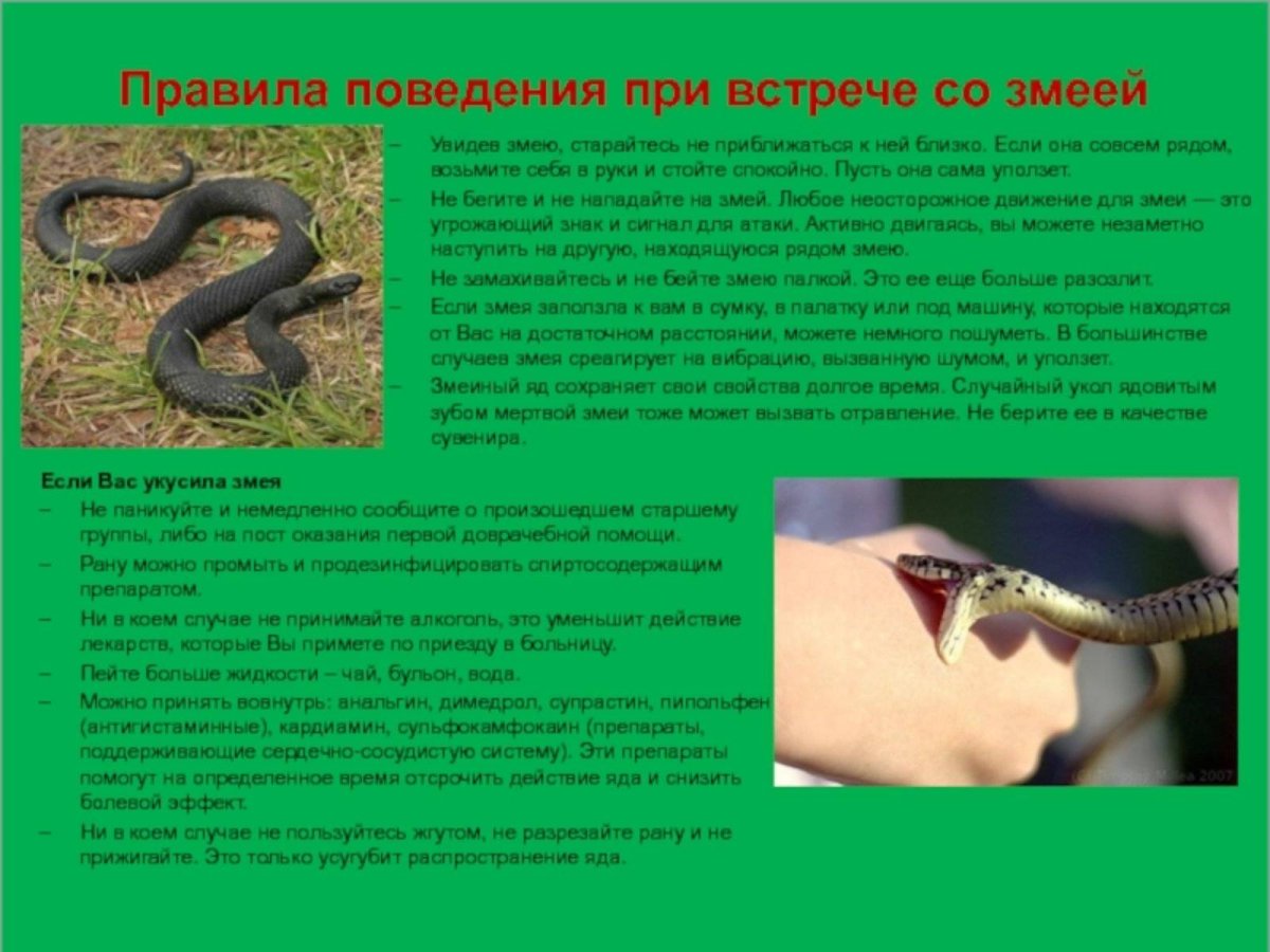 Поведение при встрече со змеей