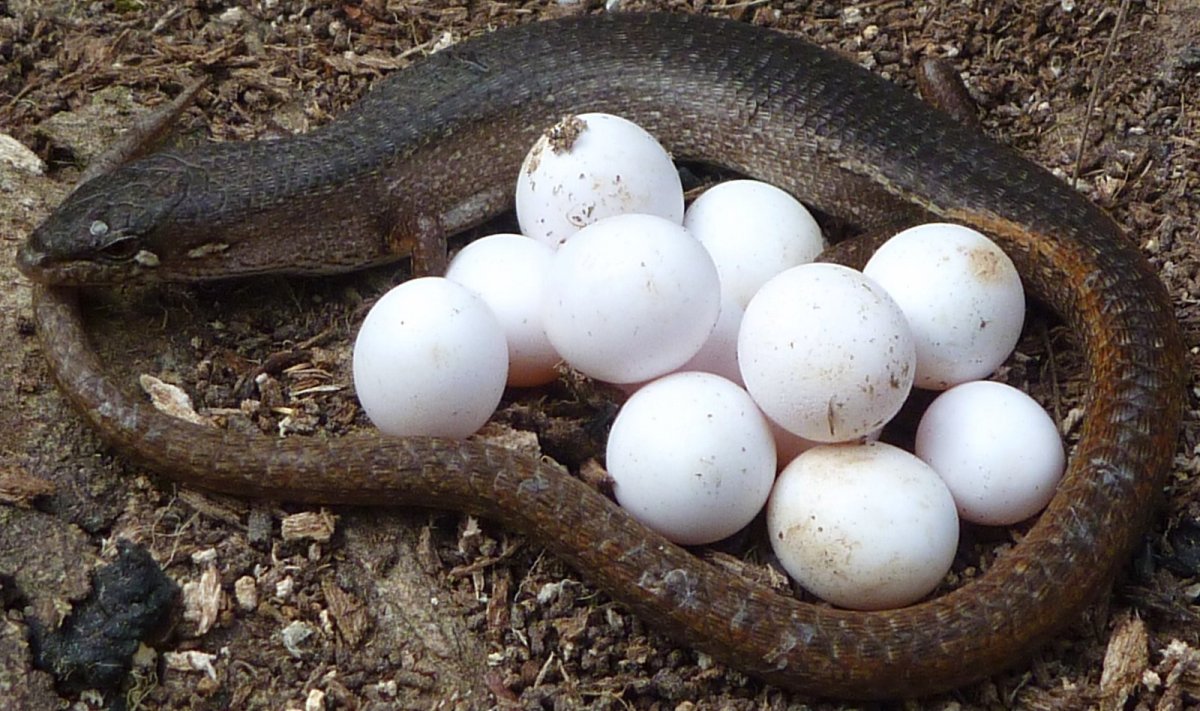 Прыткая ящерица откладывает яйца