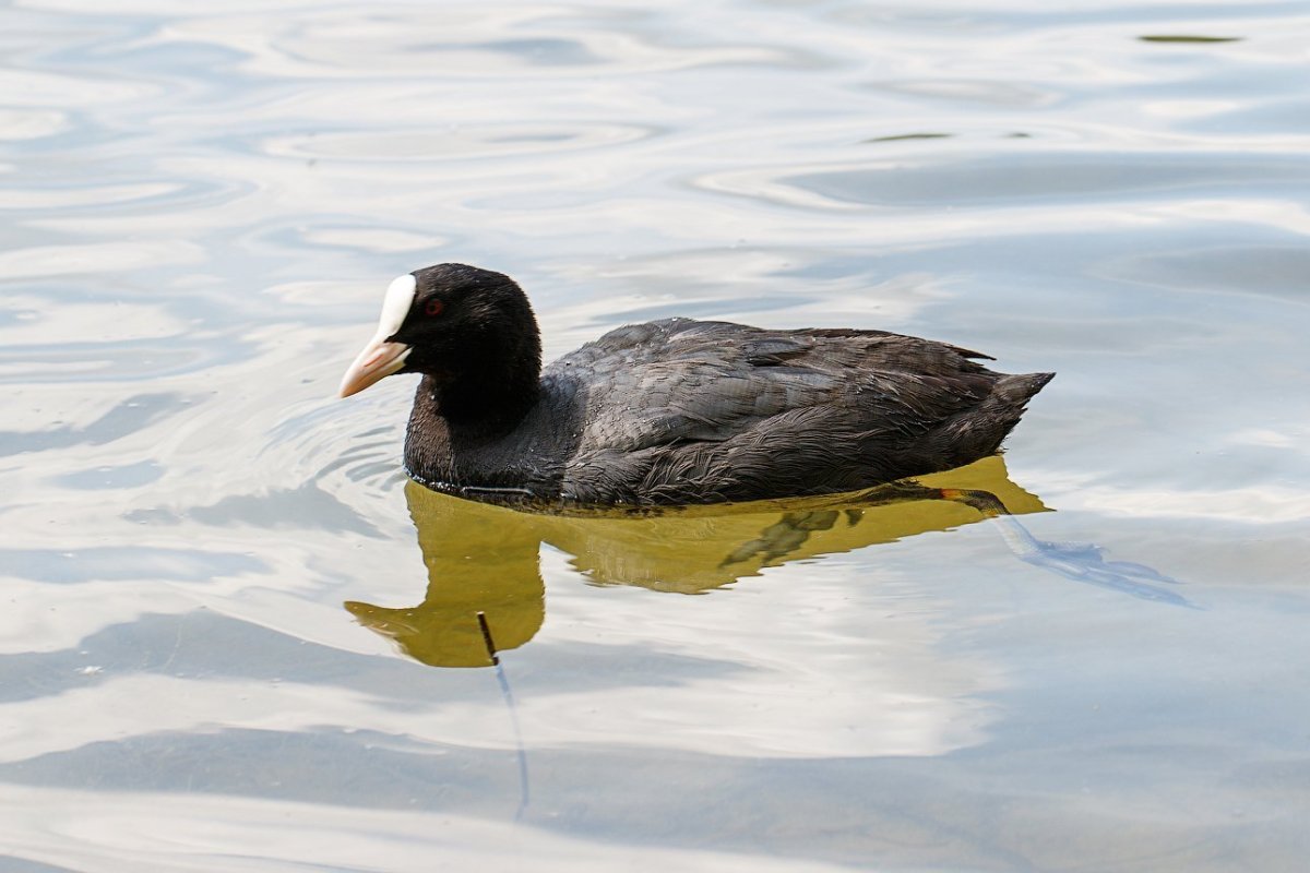 Лысуха лапы