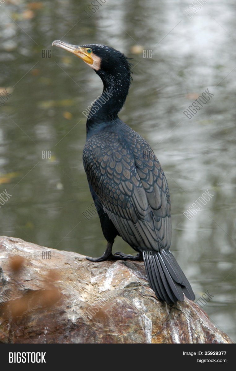 Индийский Баклан