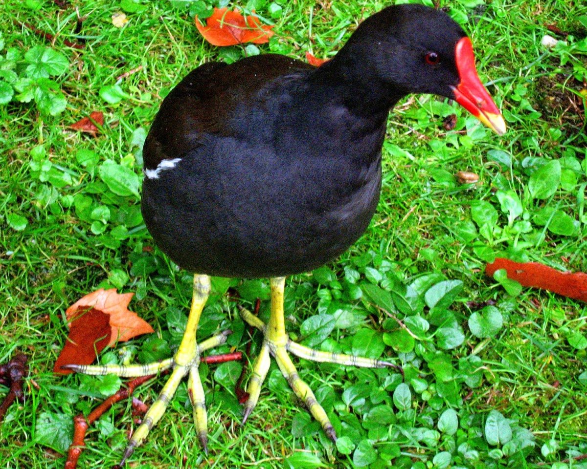 Камышница Доминикана