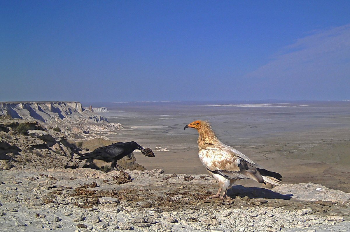 Птица падальщик в пустыне