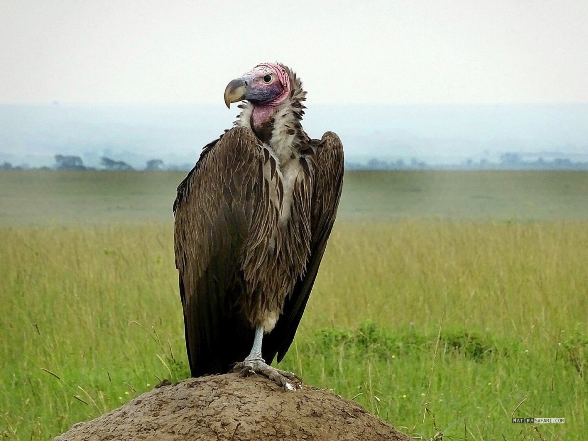 Африканский Ушастый гриф
