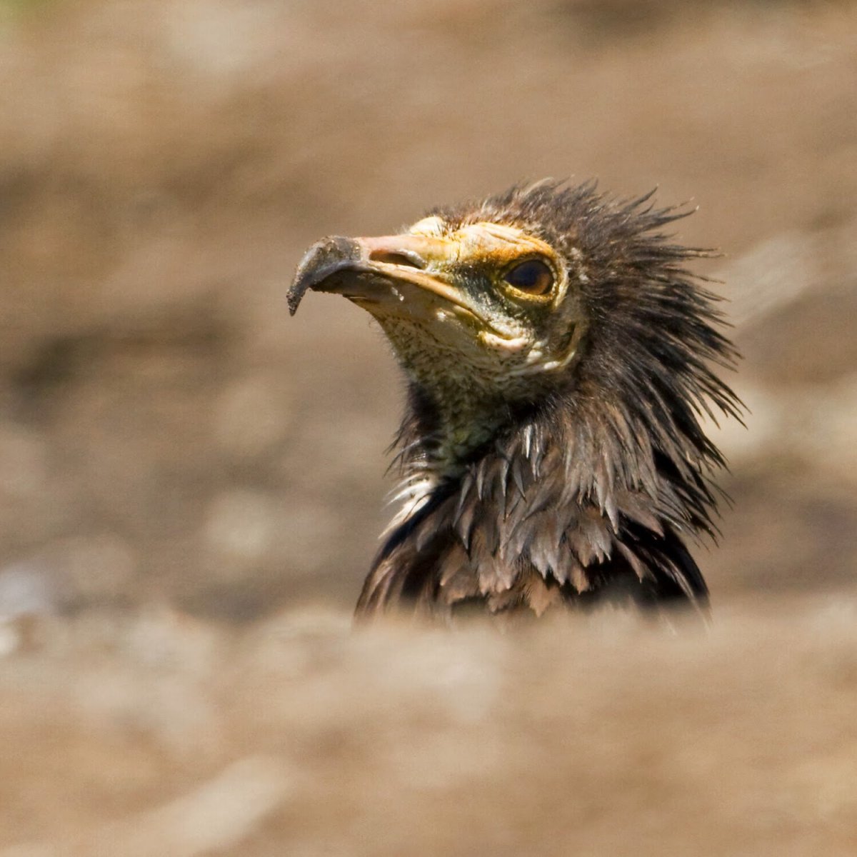 Neophron percnopterus