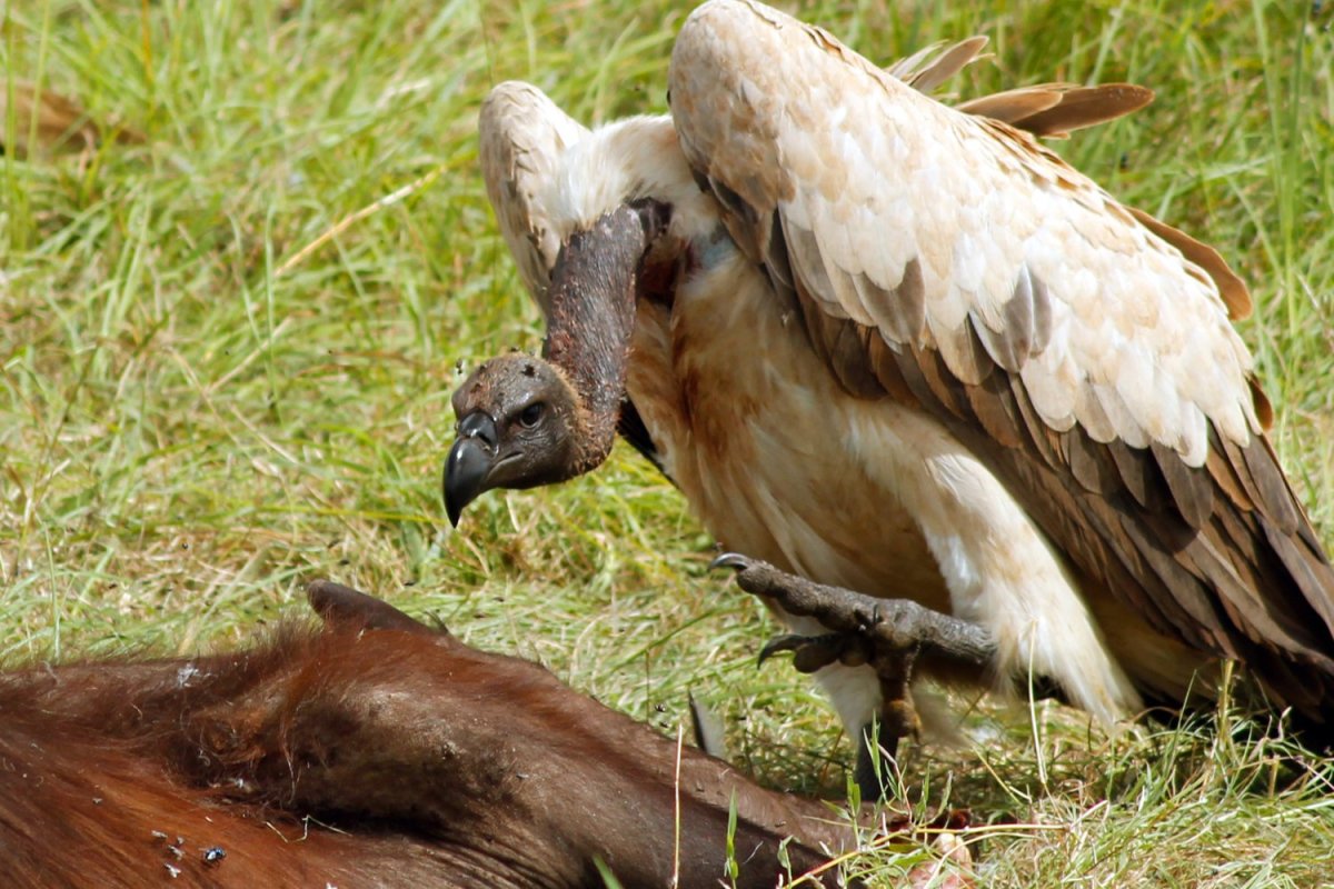 Птицы падальщики Грифон