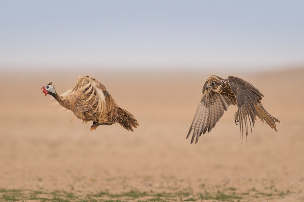 Пустыня животные и птицы