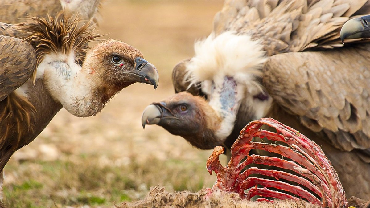 Стервятники над жертвой