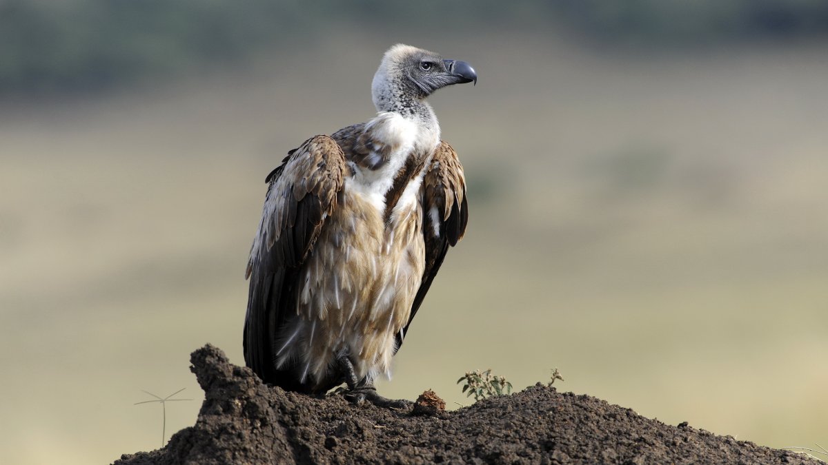 Белоголовый ястреб падальщик