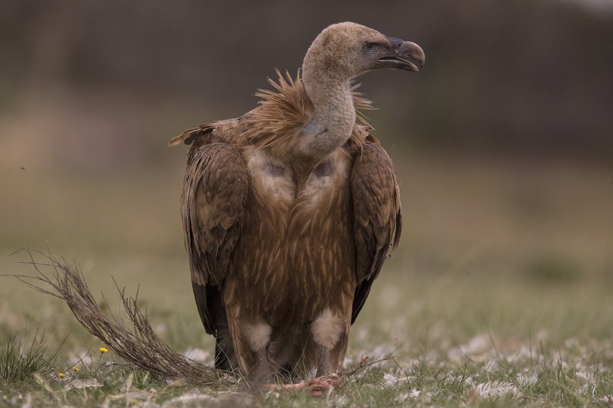 Griffon Vulture (Gyps fulvus)