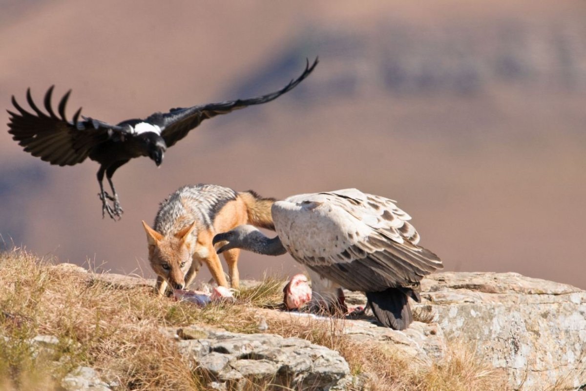 Птицы падальщики в пустыне