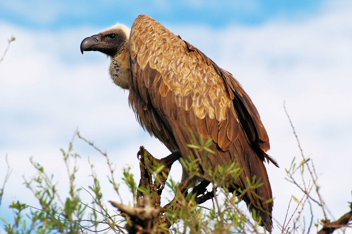 Грифон Стервятник