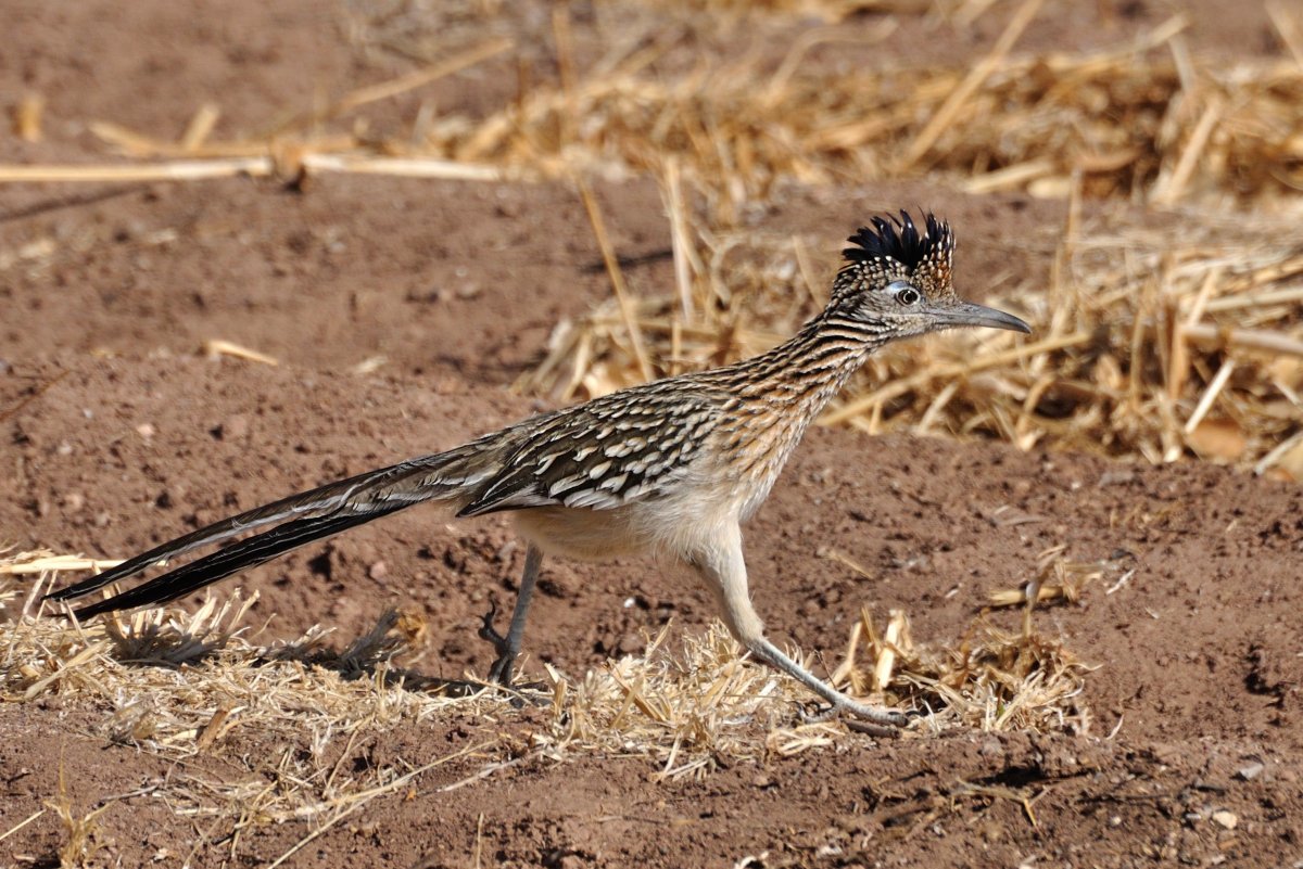 Коньки птицы в пустыне