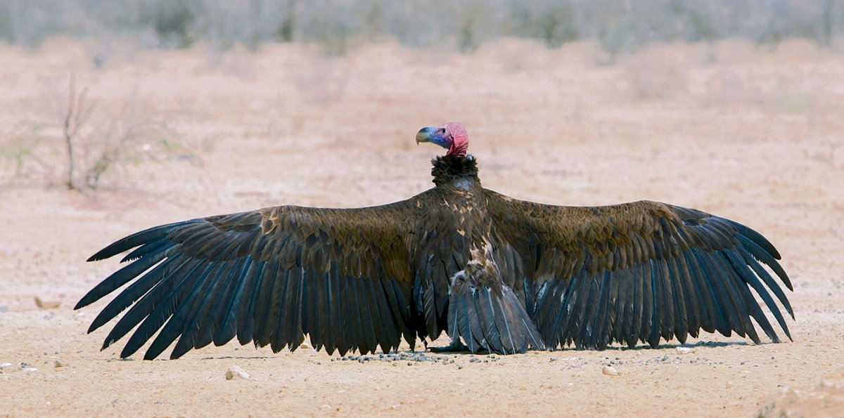Птица падальщик в Африке
