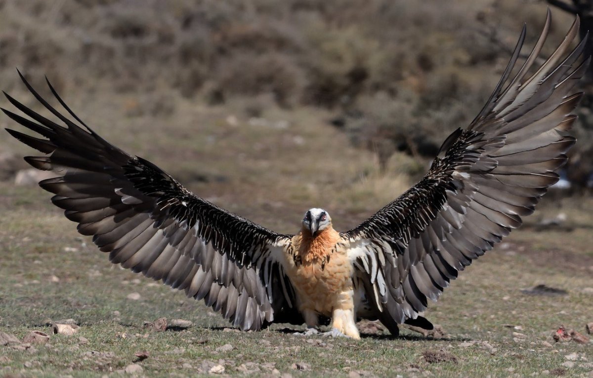 Тибетский Орлан