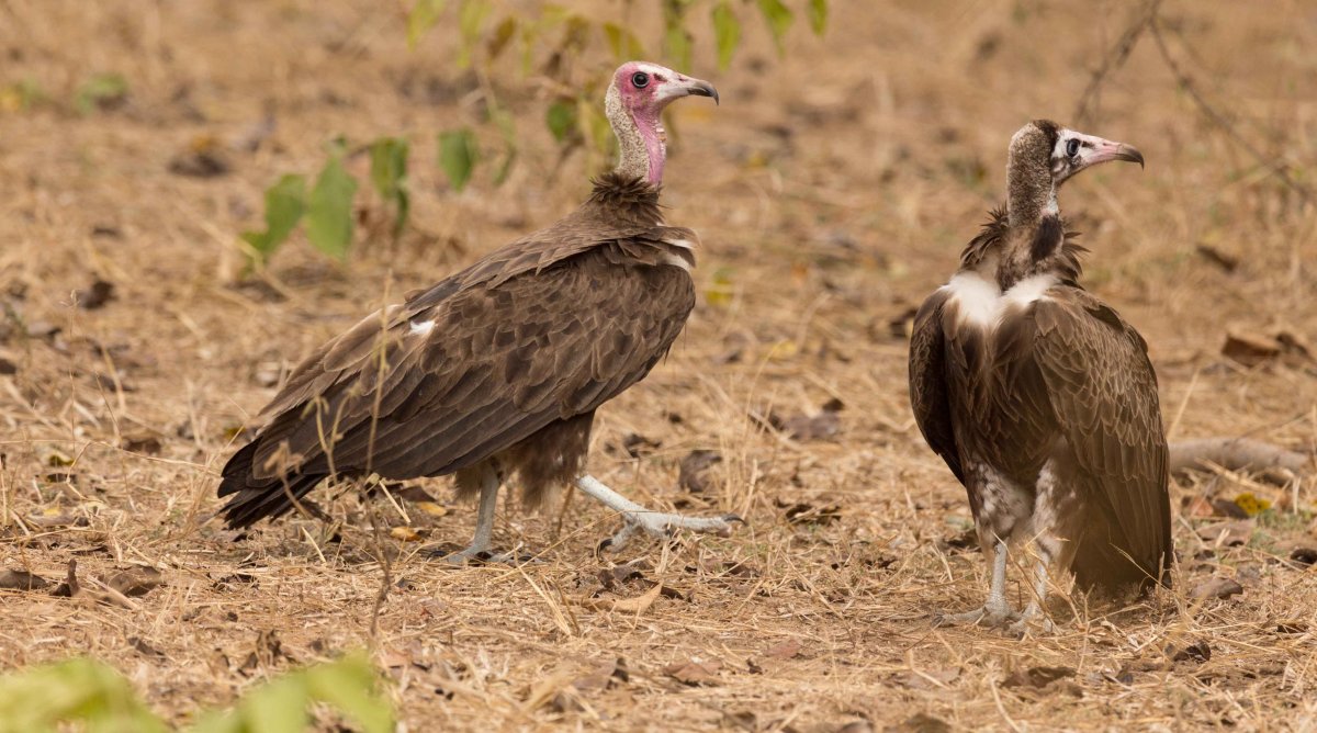 Бурый Стервятник