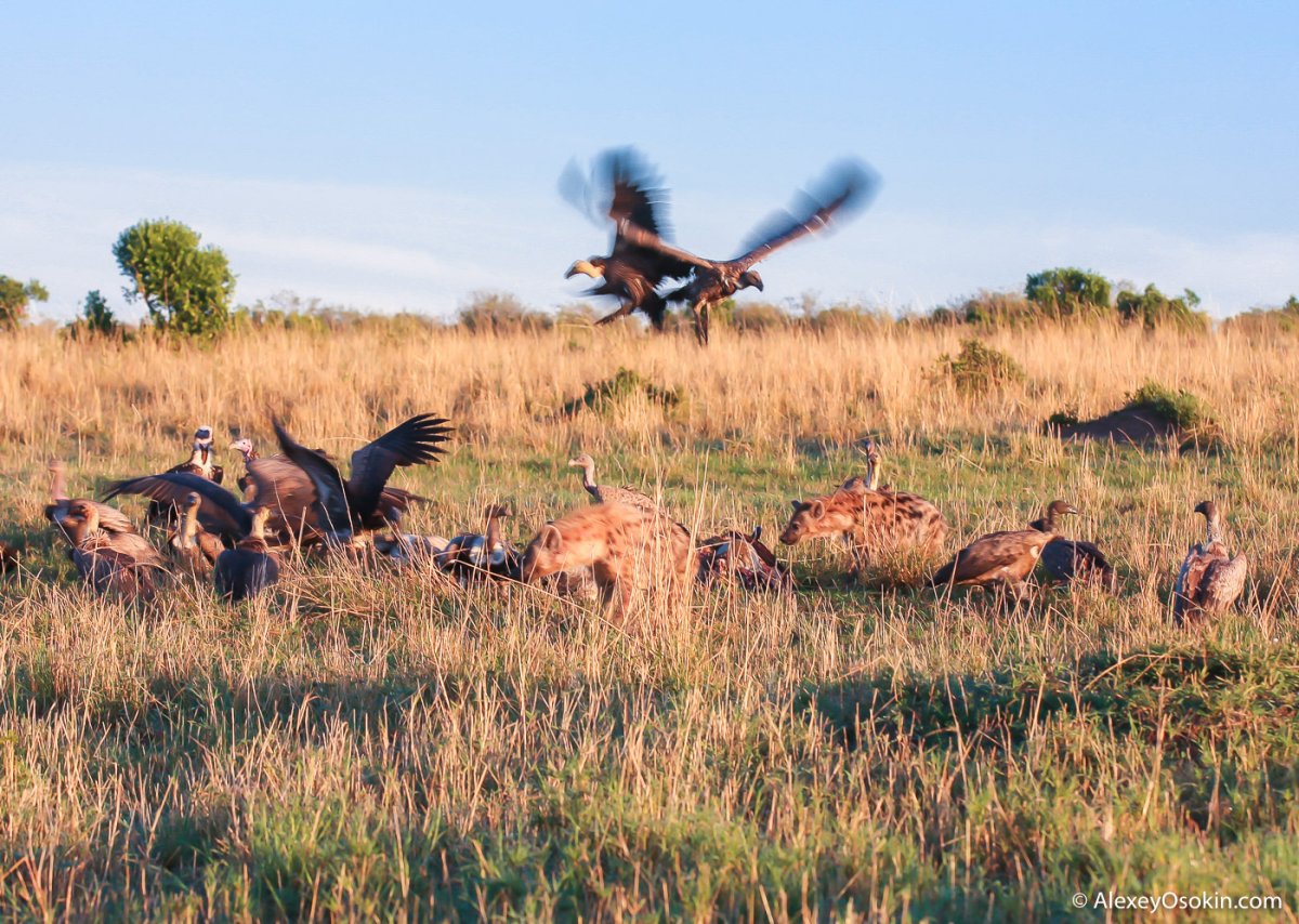 Ночной падальщик Африки