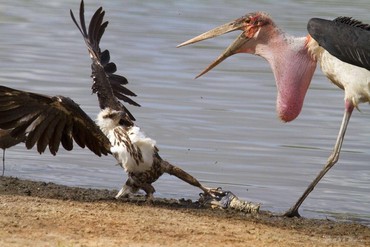 Африканский Марабу птенец