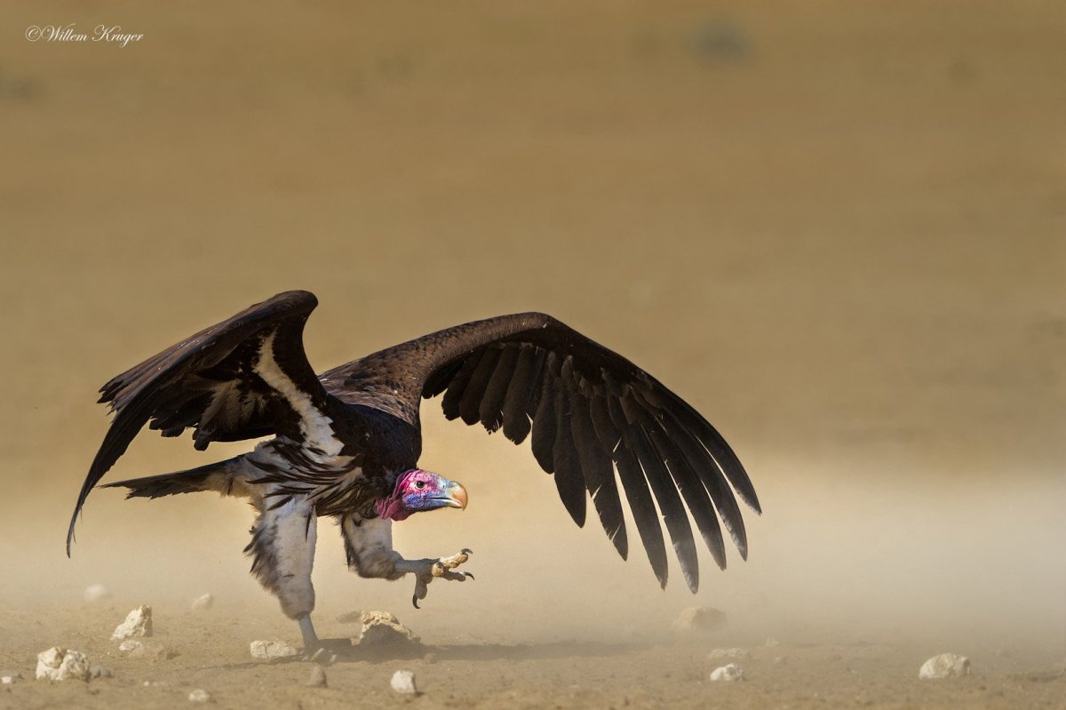 Пустынные птицы летящие падальщики