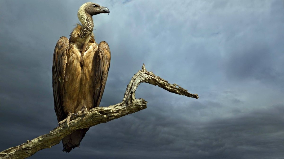 Птица падальщик гриф