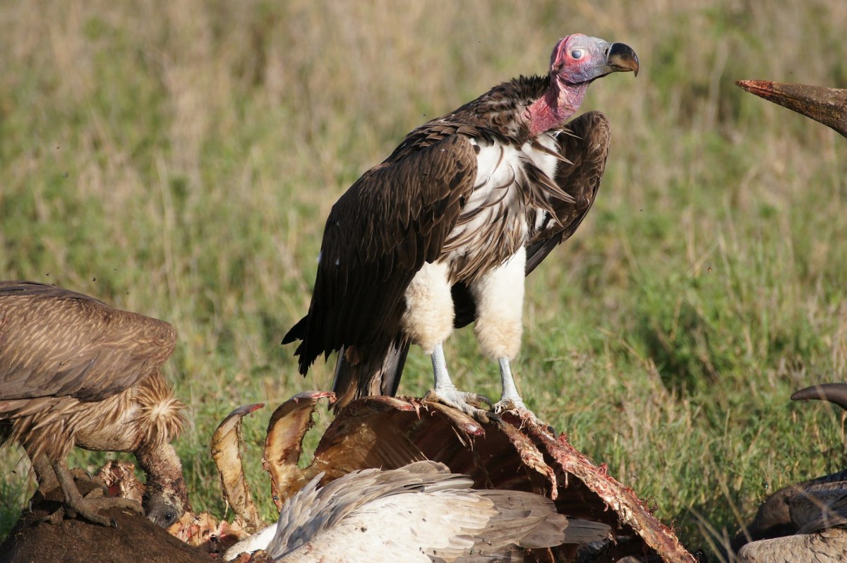 Африканский Ушастый гриф