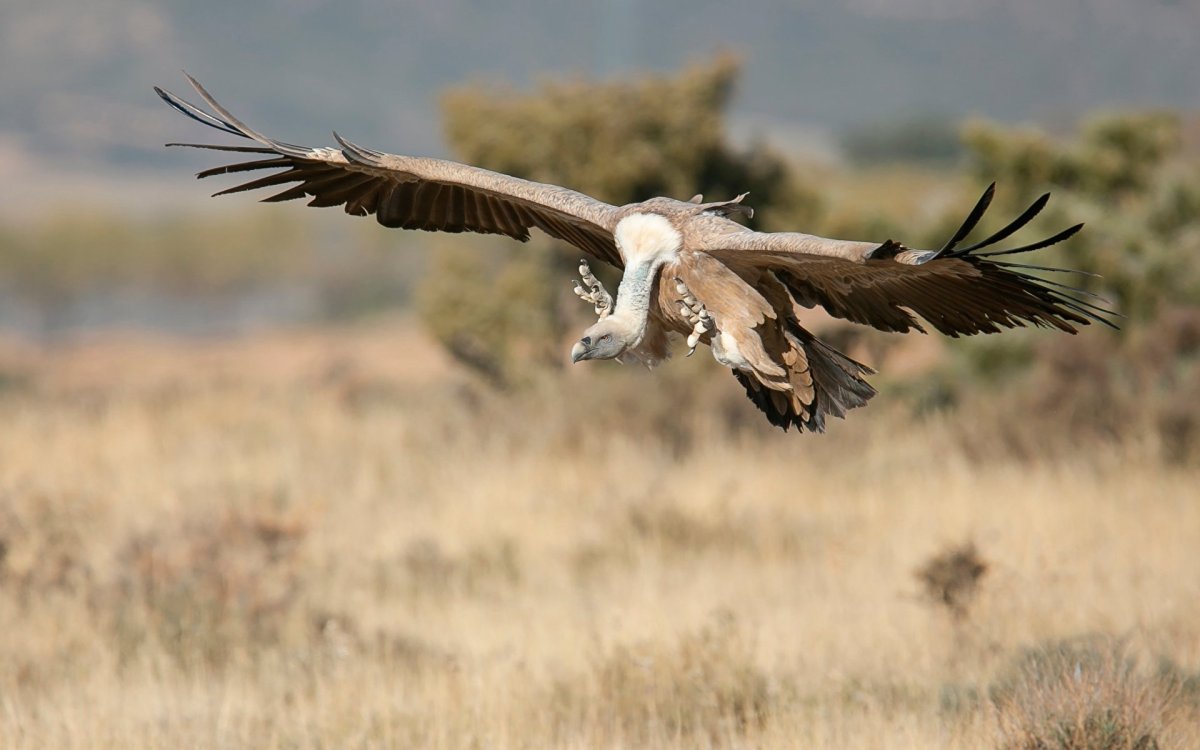 Капский гриф