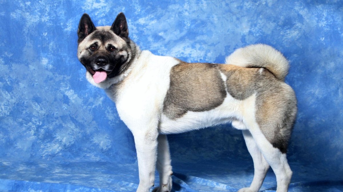 Американский Акито Инк