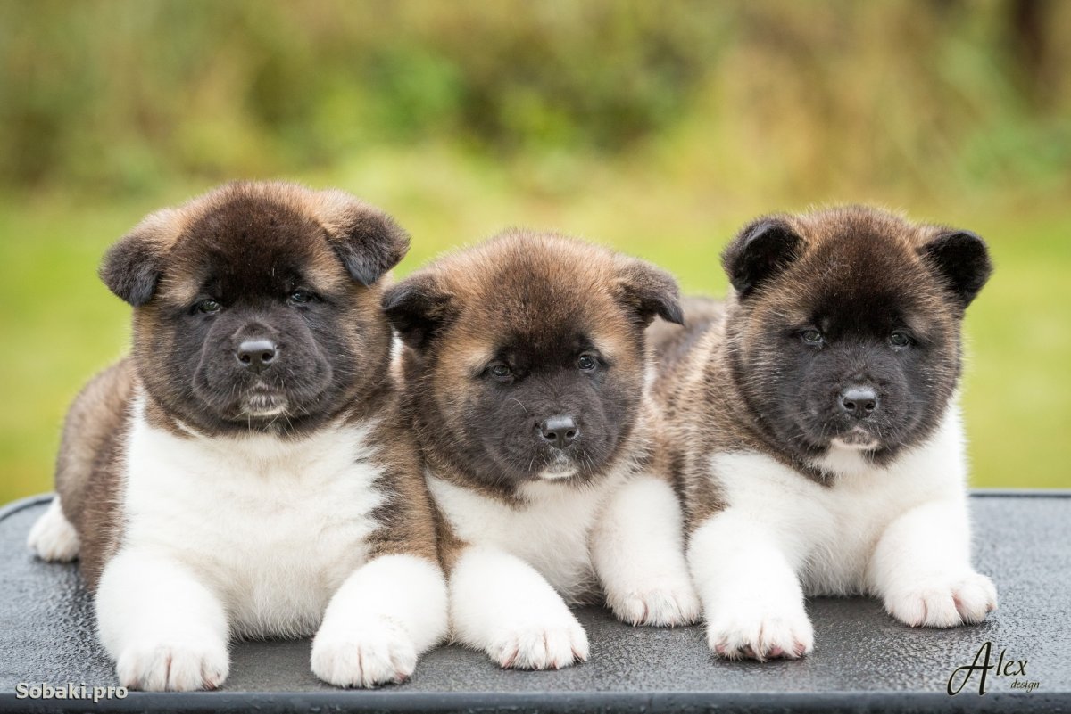 Американская Акита