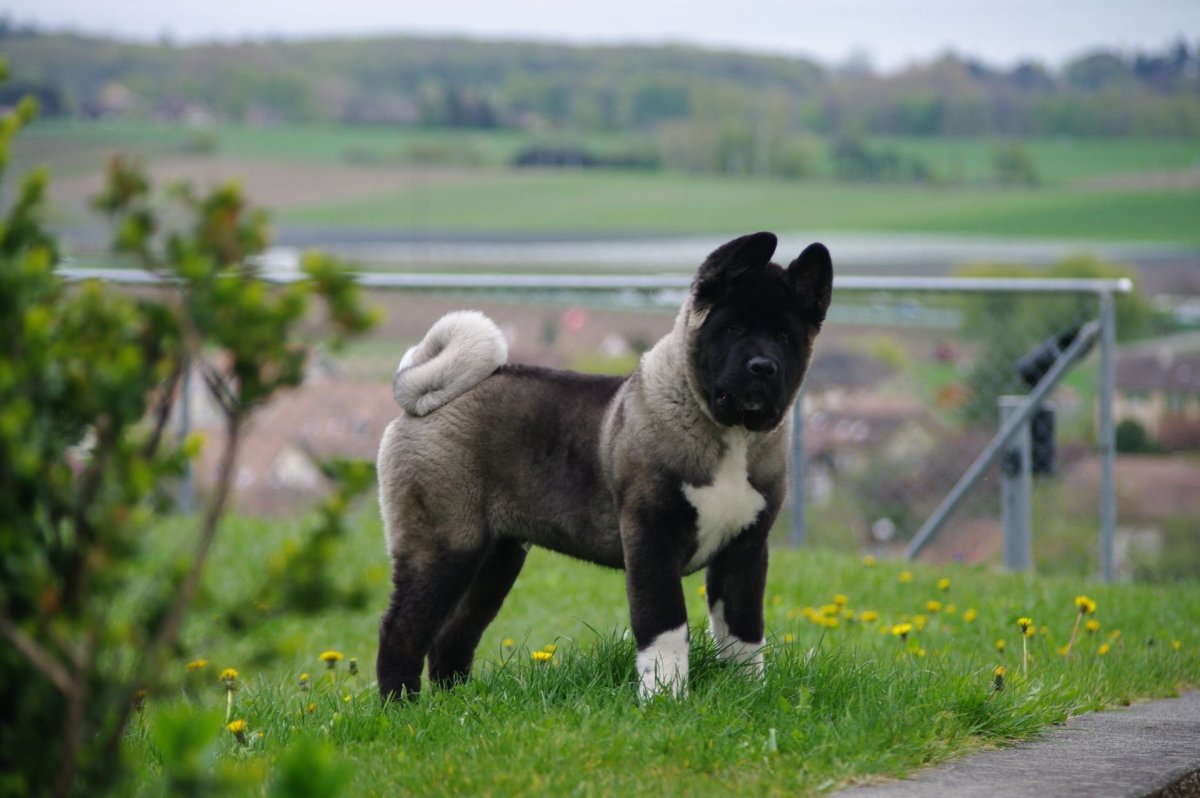 Американская овчарка Акита