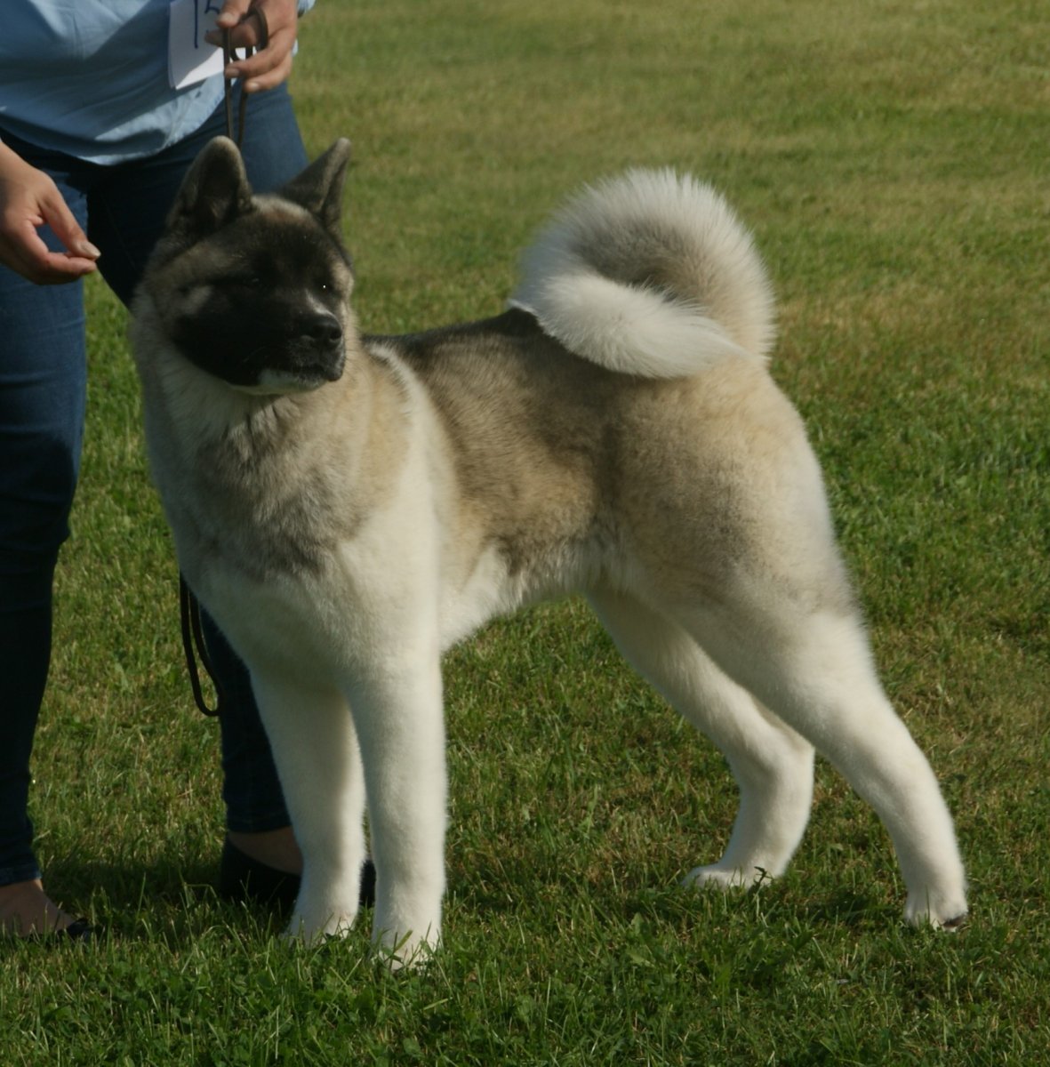 Американская Акита взрослая